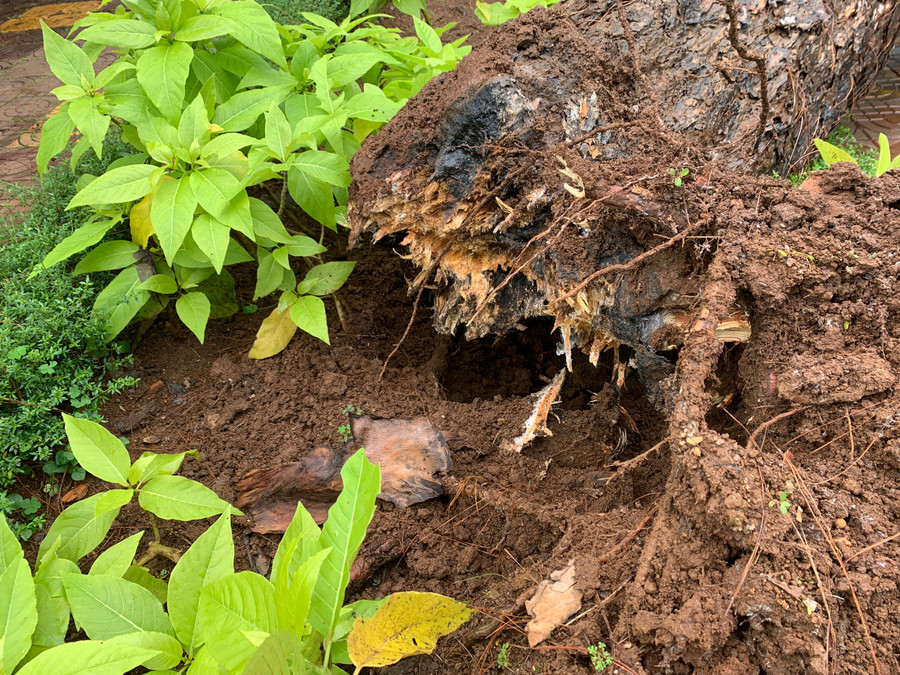 Do ảnh hưởng của mưa gió trong những ngày qua khiến cây thông bật gốc ngã đổ.Ảnh: R'Ô HOK
