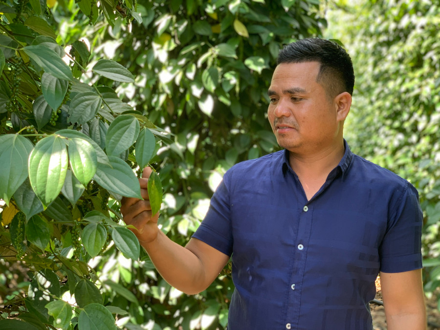 Anh Rơ Châm Uy có thu nhập khá nhờ trồng cà phê, hồ tiêu và sầu riêng. Ảnh: R.H Anh Rơ Châm Uy có thu nhập khá nhờ trồng cà phê, hồ tiêu và sầu riêng. Ảnh: R.H