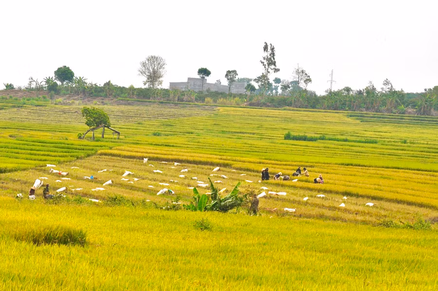 Trên những thửa ruộng bậc thang, người dân hăng say gặt lúa