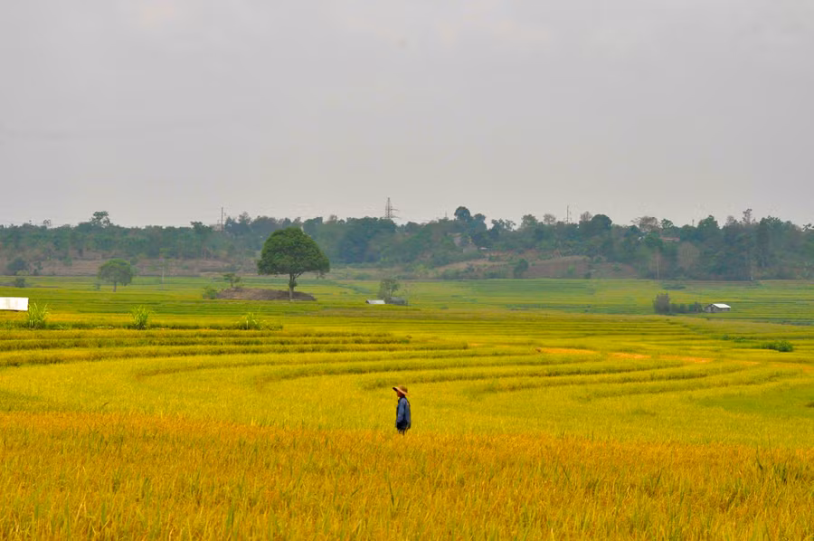Thời điểm này, cánh đồng lúa đang ngả một màu vàng óng Thời điểm này, cánh đồng lúa đang ngả một màu vàng óng