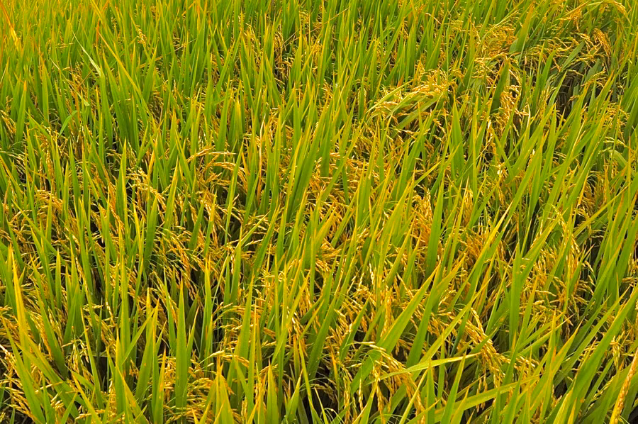 Những bông lúa nặng trĩu, vàng ươm chờ ngày gặt