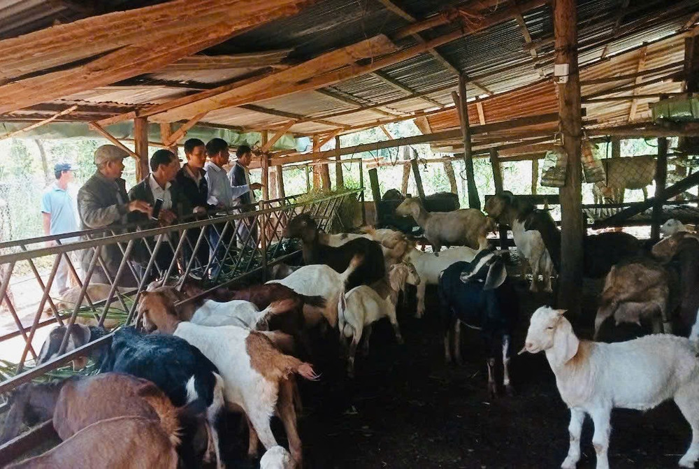 Mô hình chăn nuôi dê của hội viên nông dân xã Ia Vê. Ảnh: Đ.Q.T z6680162383066-42fccce098316f2f89ad09eff898036b.jpg
