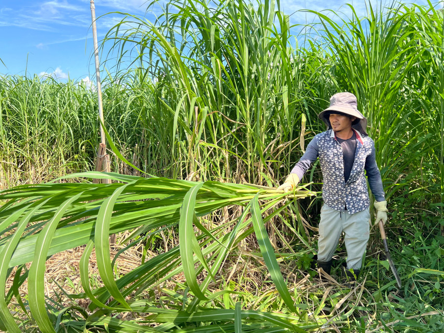 Mô hình tạo việc làm thời vụ cho lao động địa phương với thu nhập ổn định. Ảnh: C.H mo-hinh-tao-viec-lam-thoi-vu-cho-lao-dong-dia-phuong-voi-thu-nhap-on-dinh-anh-ch-1.jpg