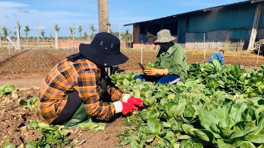 cac-hoi-vien-hoi-nong-dan-phuong-thong-nhat-dang-thu-hoach-rau-cai-thia.jpg