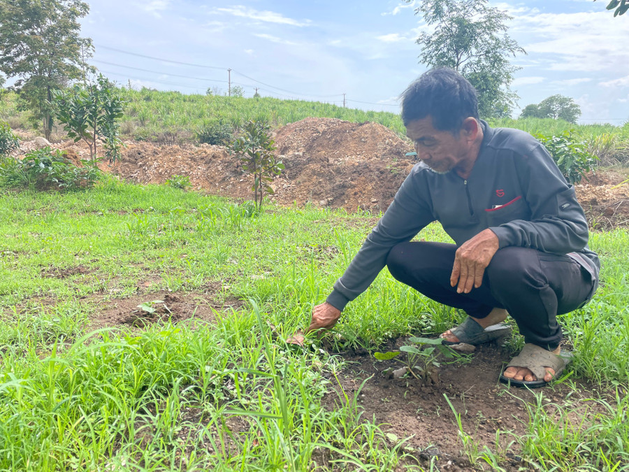 Ông Xuân dù ở tuổi U70 vẫn miệt mài lao động mưu sinh. Ảnh: Văn Ngọc ong-xuan-du-o-tuoi-u70-van-miet-mai-lao-dong-muu-sinh-anh-van-ngoc.jpg