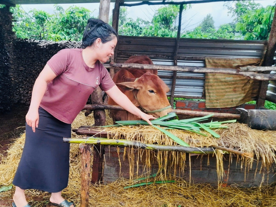 Chị Tuynh (làng Bông, xã Hà Bầu, huyện Đak Đoa) chăm sóc bò được hỗ trợ. Ảnh: Đinh Yến chi-tuynh-lang-bong-xa-ha-bau-cham-soc-bo-duoc-ho-tro-anh-dinh-yen.jpg