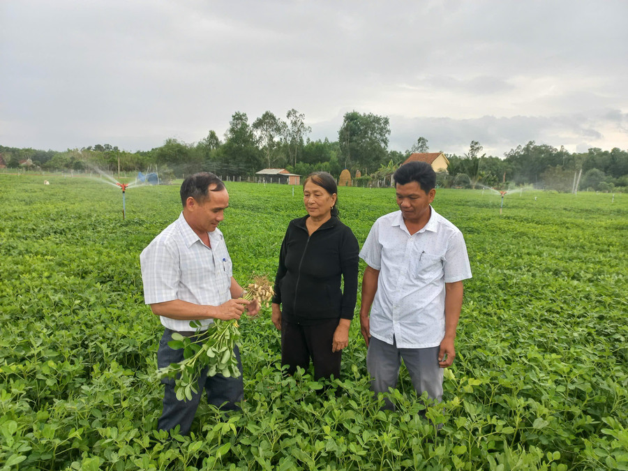 Xã Bình Hiệp đã xây dựng được dự án liên kết sản xuất và tiêu thụ đậu phụng thương phẩm tại 2 thôn Thuận Nhứt và Thuận Hiệp. Ảnh: Đinh Ngọc 1-9154.jpg