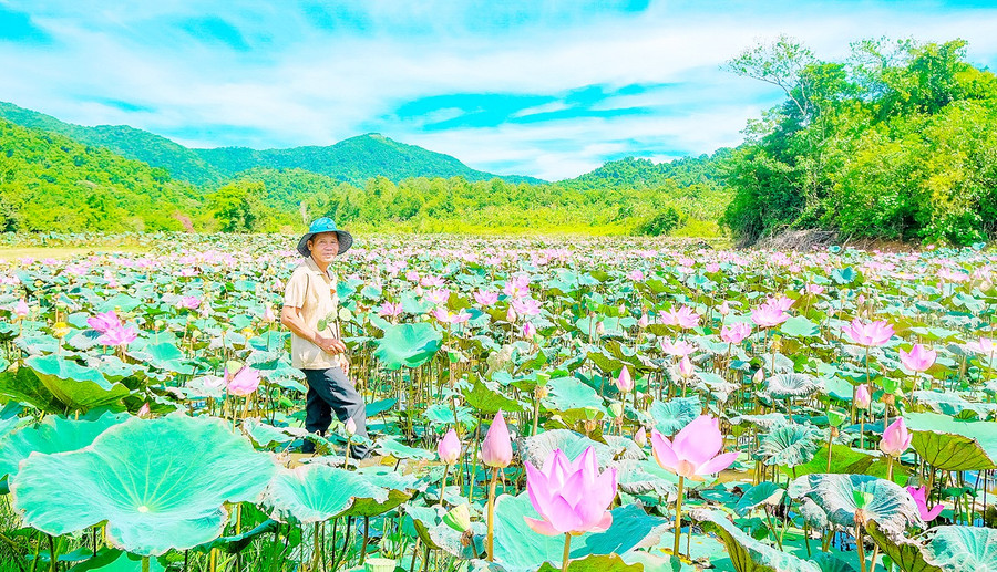 Vườn sen của ông Huỳnh Ngọc Hưng tựa như một tấm thảm hồng giữa không gian thanh bình của truông Gia Vấn. Ảnh: Đoan Ngọc 4-9817.jpg