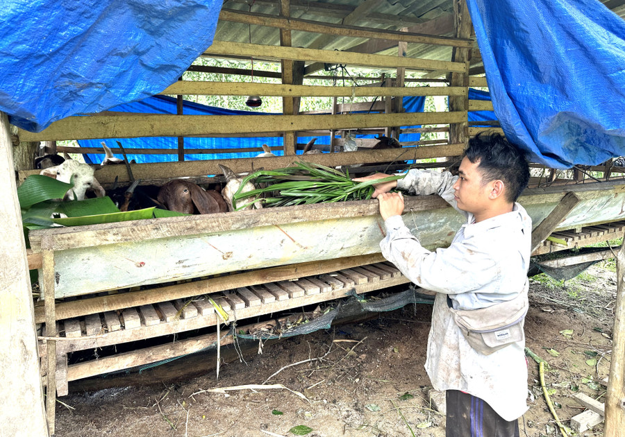 Người dân ở thôn 3 (xã An Vinh) được Nhà nước hỗ trợ dê giống theo dự án 1 - Chương trình mục tiêu quốc gia phát triển kinh tế - xã hội vùng đồng bào dân tộc thiểu số và miền núi, giai đoạn 2021 - 2025. Ảnh: D.Đ 3-9980.jpg