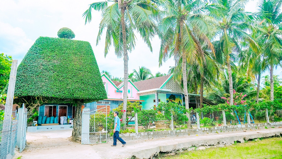 Hàng rào cây duối hơn 150 năm tuổi của gia đình ông Lê Văn Cang. Ảnh: Đoan Ngọc 2-9542.jpg