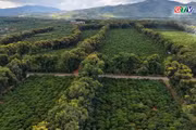Miên man hoa muồng vàng