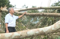 Bão số 13 quật ngã hàng chục ngàn cây cao su ở Kbang.