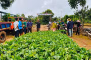Hỗ trợ gần 6.000 cây cà phê giống cho người dân xã Ia Krái
