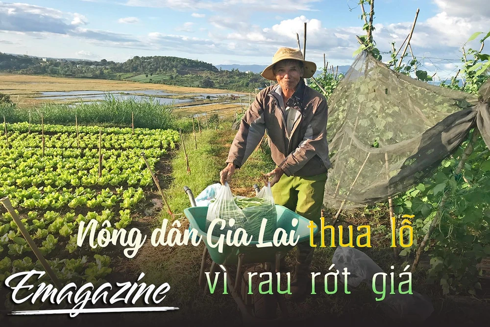 Nông dân Gia Lai thua lỗ vì rau rớt giá