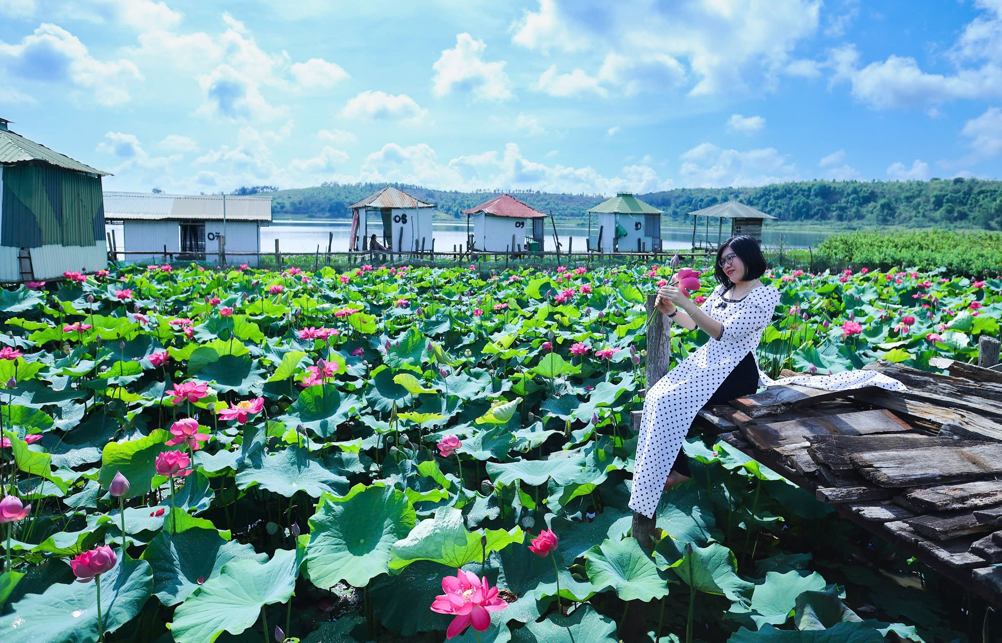Los visitantes pueden hacer turismo y posar con flores de loto de forma totalmente gratuita. Foto: Tuan Nguyen z6620389050425-a305f2754cb0848c78e7df26ba5debcf.jpg