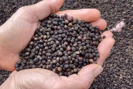 Ngày 2-7, giá hồ tiêu một số nơi vượt mốc 140.000 đồng/kg, cà phê tăng nhẹ 100-300 đồng/kg