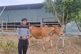 Trao bò giống cho 3 hộ nghèo huyện Đak Pơ