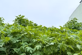 Mùa dã quỳ xanh lá