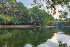 Đi giữa vòm xanh