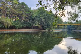 Đi giữa vòm xanh