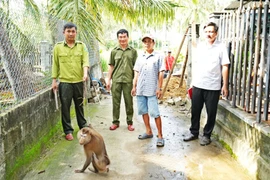 Người dân bàn giao cá thể khỉ đuôi lợn quý hiếm phát hiện trong vườn nhà.