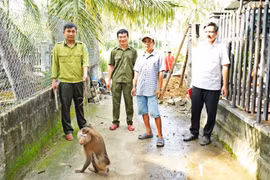 Người dân bàn giao cá thể khỉ đuôi lợn quý hiếm phát hiện trong vườn nhà.