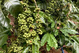 Giá cà phê Tây Nguyên tiếp tục tăng, tiệm cận mốc 95.000 đồng/kg