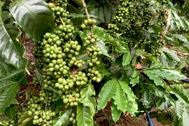 Giá cà phê Tây Nguyên tiếp tục tăng, tiệm cận mốc 95.000 đồng/kg