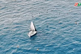 Cận cảnh cá voi Bryde khổng lồ săn mồi ngoạn mục tại vùng biển Nhơn Lý