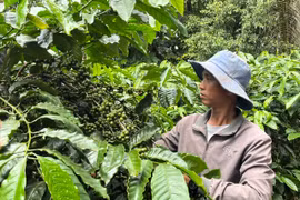 Giá cà phê Tây Nguyên giảm phiên thứ 4 liên tiếp, hồ tiêu cũng giảm nhẹ