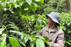 Giá cà phê Tây Nguyên giảm phiên thứ 4 liên tiếp, hồ tiêu cũng giảm nhẹ