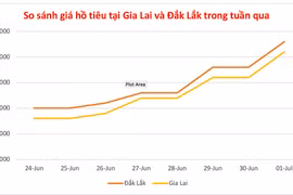 Giá hồ tiêu ngày 1-7 tiếp tục tăng từ 3.000-5.000 đồng/kg