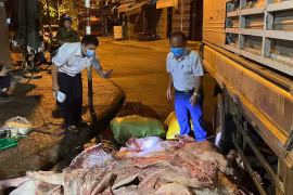 Công an phường Quy Nhơn phát hiện hơn 1 tấn thịt heo không rõ nguồn gốc