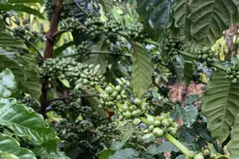 Ngày 21-6, giá cà phê, hồ tiêu tiếp tục giảm mạnh