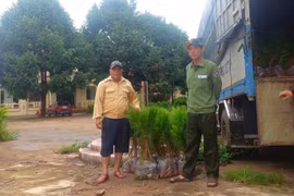 Pleiku cấp 2.810 cây giống lâm nghiệp phục vụ trồng cây phân tán