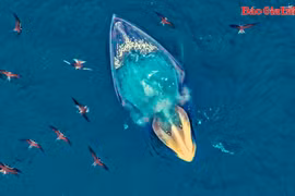 Cùng ngắm mẹ con cá voi săn mồi ở biển Vũng Bồi (Gia Lai)