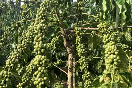 Giá cà phê và hồ tiêu đồng loạt giảm trong phiên giao dịch ngày 9-7