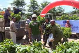 Hỗ trợ hơn 3.500 cây giống cho nông dân xã Đăk Tơ Ver