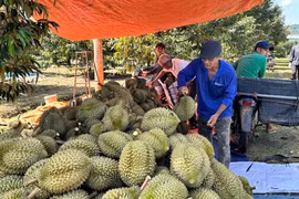 Giá sầu riêng tăng cao kỷ lục, chuyên gia bật mí lý do bất ngờ