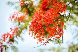 Thơ Đặng Phước Tấn: Tháng mười một-Lời tri ân phố núi