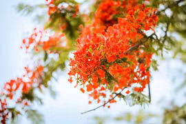 Thơ Đặng Phước Tấn: Tháng mười một-Lời tri ân phố núi