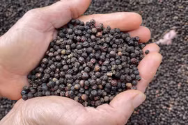 Giá hồ tiêu Gia Lai ngày 16-6 còn 137.000 đồng/kg