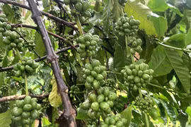 Tin vui, giá cà phê ngày 25-6 tăng mạnh từ 3.000 đồng/kg