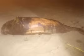 Phát hiện xác cá voi trôi dạt vào bờ biển xã Phù Mỹ Đông