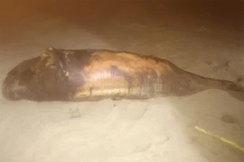 Phát hiện xác cá voi trôi dạt vào bờ biển xã Phù Mỹ Đông