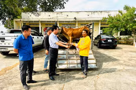 Ayun Pa trao bò giống sinh sản cho 6 hộ nghèo