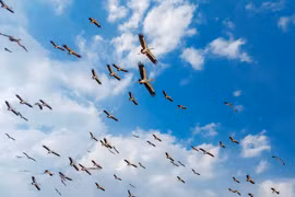 Ia Mrơn: Bảo vệ đàn cò Ốc quý hiếm trong sách đỏ