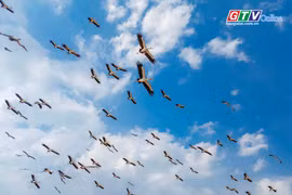 Chiêm ngưỡng hàng trăm con cò ốc quý hiếm bay lượn trên cánh đồng ở xã Ia Mrơn