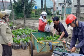 TP. Pleiku hỗ trợ 60.210 cây cà phê giống cho nông dân tái canh năm 2025