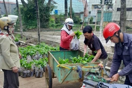 TP. Pleiku hỗ trợ 60.210 cây cà phê giống cho nông dân tái canh năm 2025